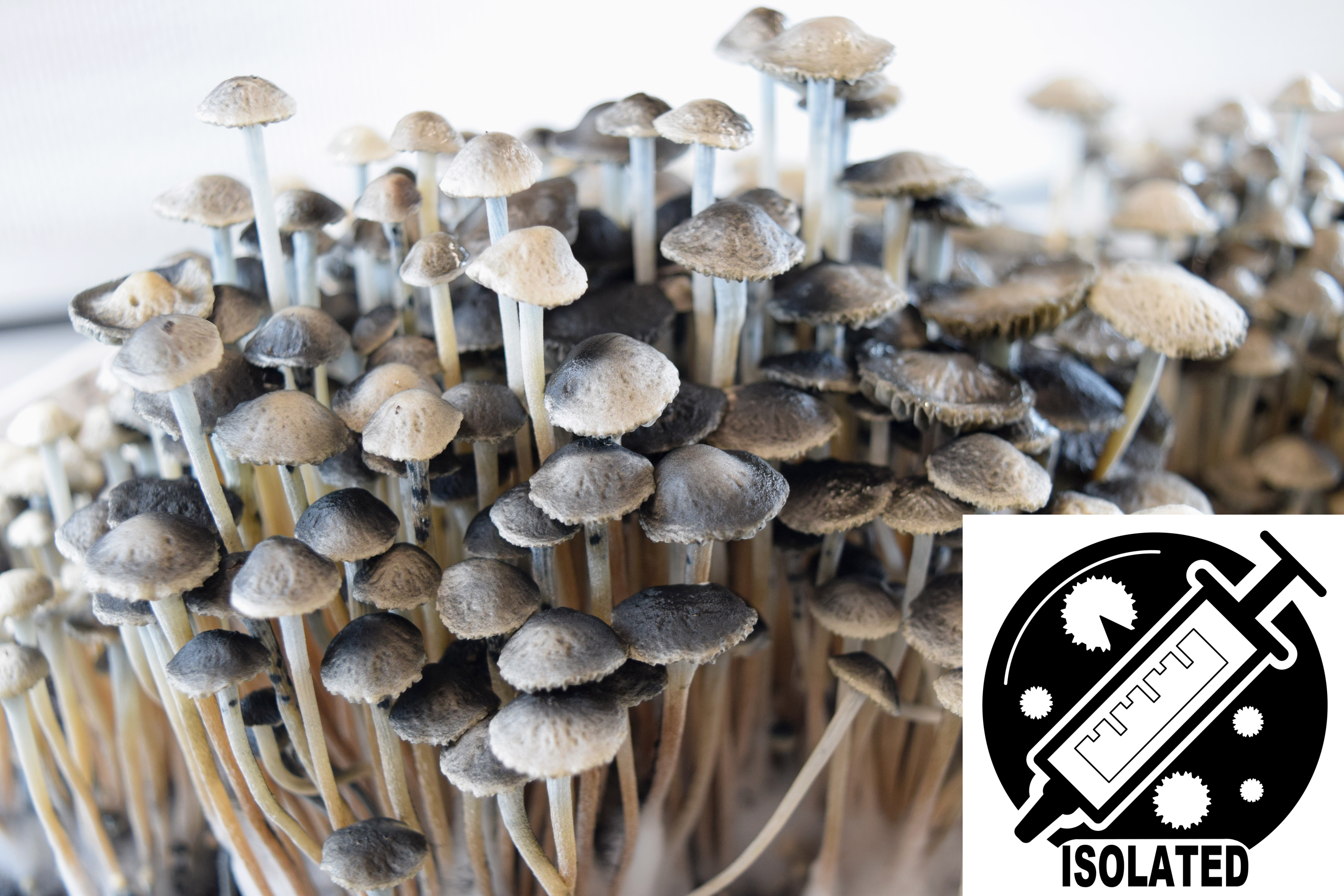 Panaeolus (Copelandia) cyanescens : British Virgin Islands BVI Spore Isolate Syringe